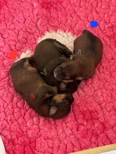 3 Bichon Havanais til salg på købhund.dk