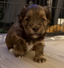 3 Bichon Havanais til salg på købhund.dk