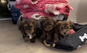 3 Bichon Havanais til salg på købhund.dk