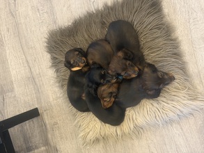 5 Langhåret Gravhund til salg på købhund.dk