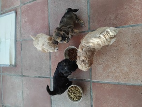 4 Bichon Havanais til salg på købhund.dk