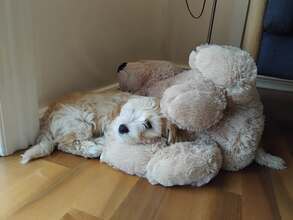 4 Bichon Havanais til salg på købhund.dk