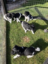 5 Stabyhoun til salg på købhund.dk