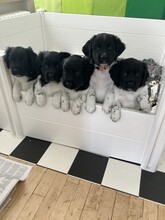 5 Stabyhoun til salg på købhund.dk