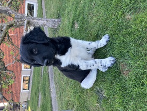 5 Stabyhoun til salg på købhund.dk