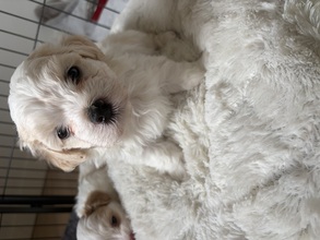 2 Bichon Havanais til salg på købhund.dk