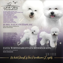 7 Bichon Frisé til salg på købhund.dk