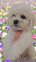 7 Bichon Frisé til salg på købhund.dk