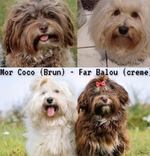 6 Bichon Havanais til salg på købhund.dk