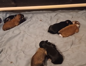 6 Bichon Havanais til salg på købhund.dk