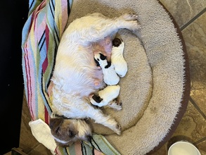 3 Jack Russell Terrier til salg på købhund.dk