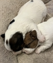 3 Jack Russell Terrier til salg på købhund.dk