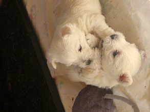 3 West Highland White Terrier til salg på købhund.dk