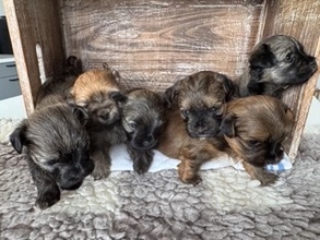 6 Bichon Havanais til salg på købhund.dk