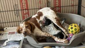 3 Breton til salg på købhund.dk