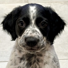 3 Breton til salg på købhund.dk