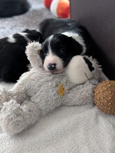 4 Border Collie til salg på købhund.dk