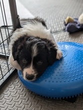 4 Border Collie til salg på købhund.dk