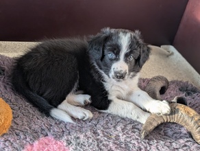 4 Border Collie til salg på købhund.dk