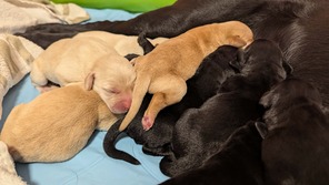 9 Labrador Retriever til salg på købhund.dk