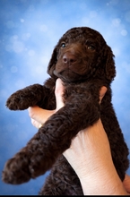 5 Pudel, stor til salg på købhund.dk