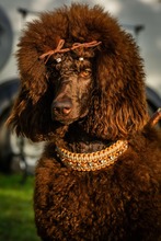 5 Pudel, stor til salg på købhund.dk