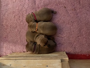4 Staffordshire Bull Terrier til salg på købhund.dk