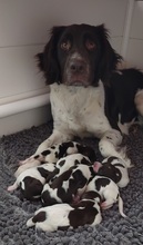 7 Drentsche Patrijshond til salg på købhund.dk