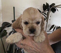 6 Amerikansk Cocker Spaniel til salg på købhund.dk