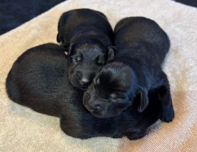 8 Flat Coated Retriever til salg på købhund.dk