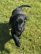 8 Flat Coated Retriever til salg på købhund.dk