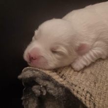 4 Coton de Tulear til salg på købhund.dk