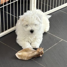 4 Coton de Tulear til salg på købhund.dk