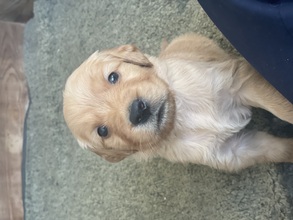 10 Golden Retriever til salg på købhund.dk