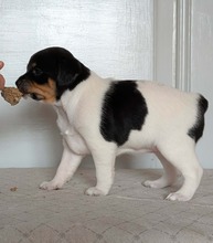 3 Dansk/Svensk Gårdhund til salg på købhund.dk