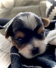 3 Biewer til salg på købhund.dk