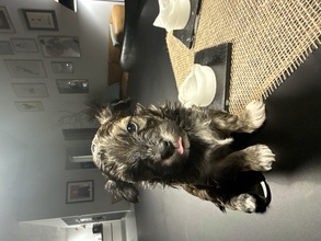 7 Bichon Havanais til salg på købhund.dk