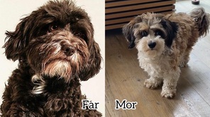 7 Bichon Havanais til salg på købhund.dk