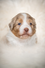 3 Australian Shepherd til salg på købhund.dk