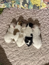 5 Coton de Tulear til salg på købhund.dk