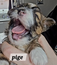 5 Bichon Havanais til salg på købhund.dk