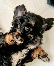 5 Bichon Havanais til salg på købhund.dk