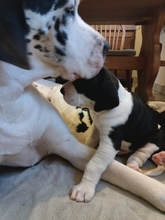 3 Grand Danois til salg på købhund.dk