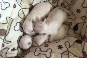 4 Malteser til salg på købhund.dk