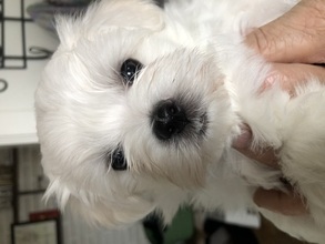 4 Malteser til salg på købhund.dk