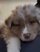 10 Australian Shepherd til salg på købhund.dk