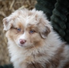 10 Australian Shepherd til salg på købhund.dk