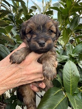 5 Bichon Havanais til salg på købhund.dk