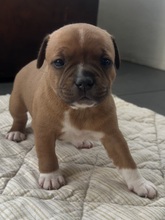 5 Staffordshire Bull Terrier til salg på købhund.dk
