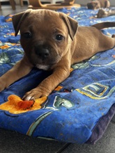 5 Staffordshire Bull Terrier til salg på købhund.dk